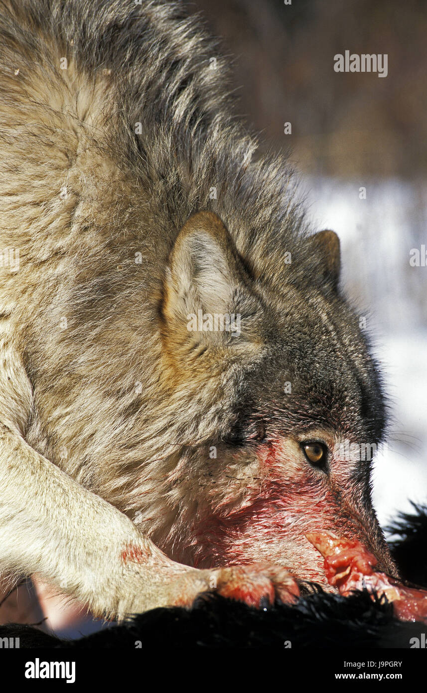 Nordamerikanische grauer Wolf, Canis Lupus Occidentalis, Beute, Essen, Kanada, Stockfoto
