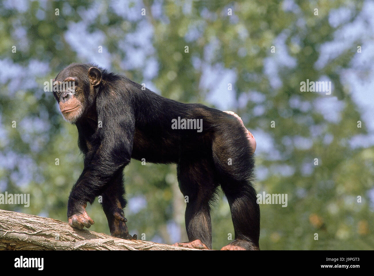 Schimpansen Pan Troglodytes, Stamm, Stockfoto