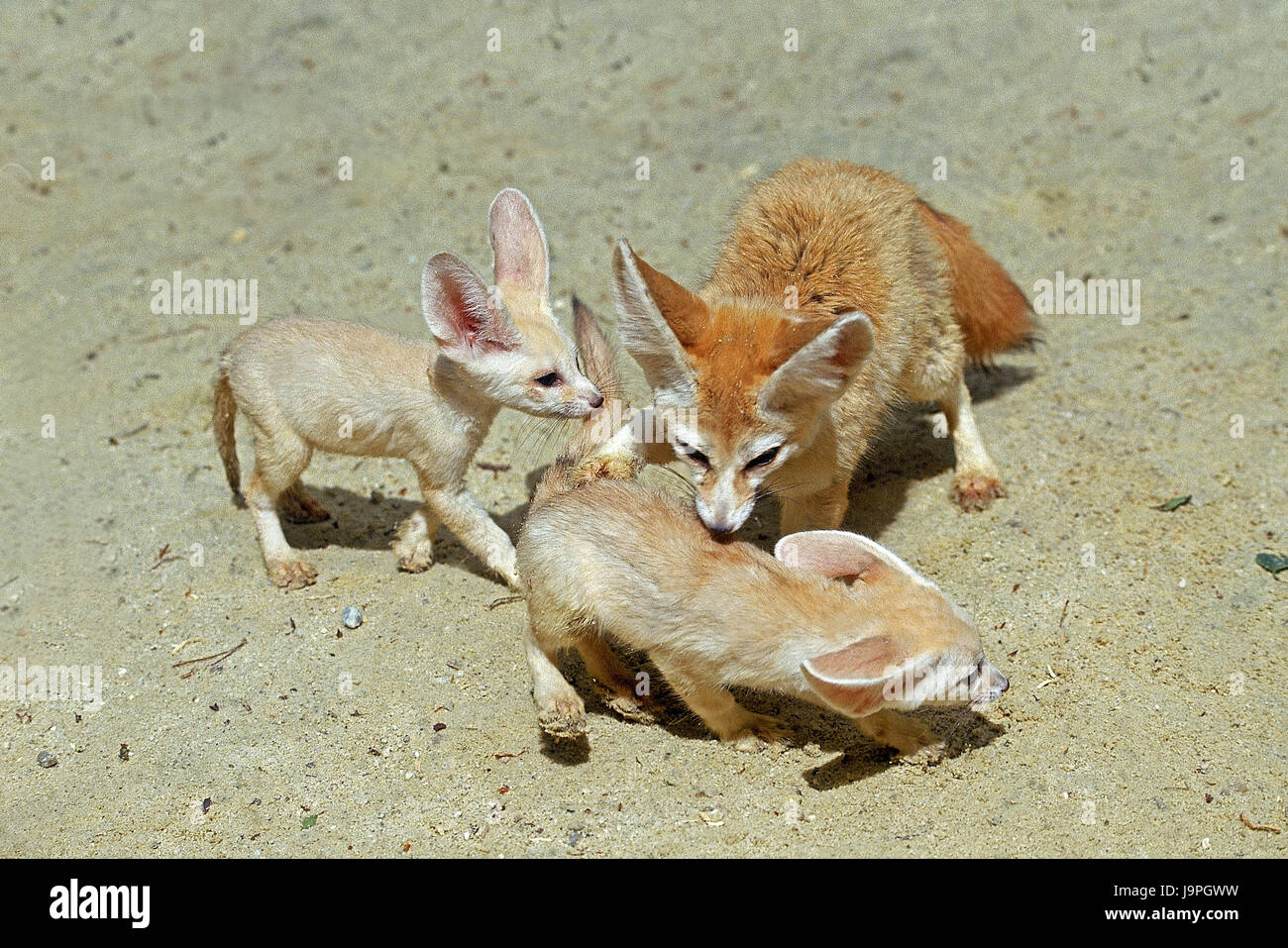 Fennek oder wilden Fuchs, Fennecus Zerda, Mutter Tier mit Jungtieren Stockfoto