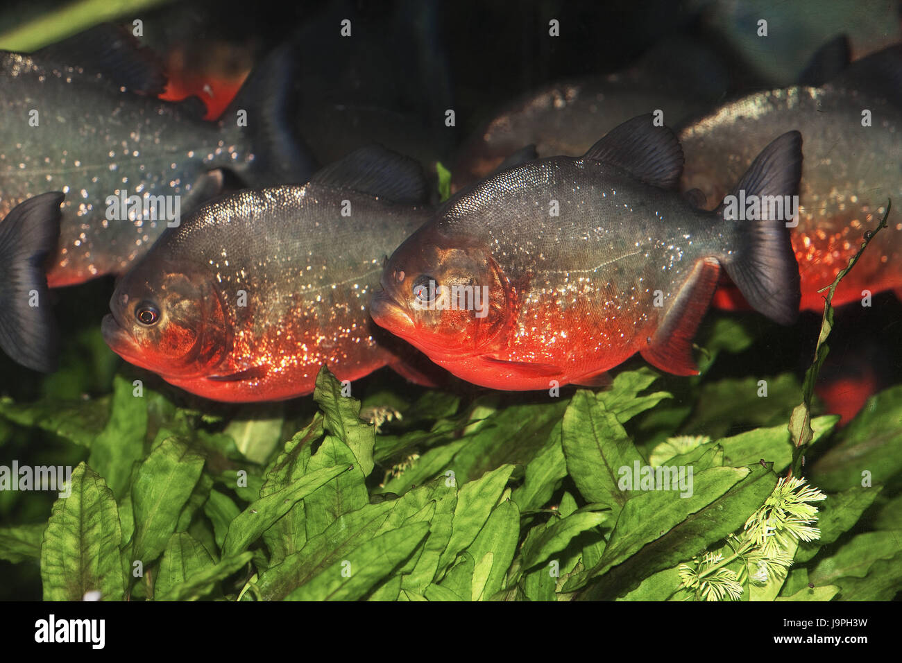 Rote Piranhas Pygocentrus Nattereri Stockfotografie Alamy