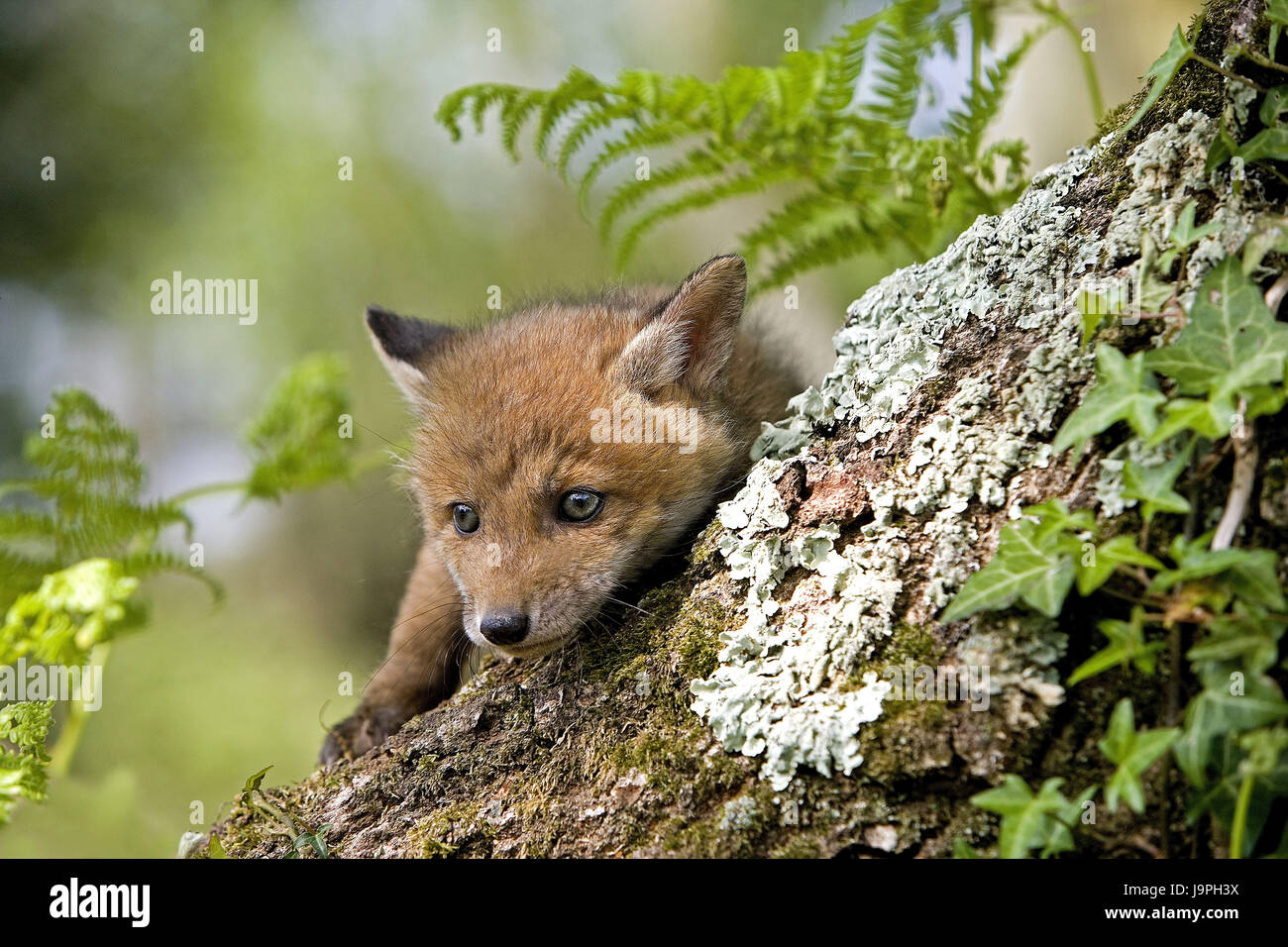 Rotfuchs, Vulpes Vulpes, junges Tier, Baum, Normandie, Frankreich, Stockfoto