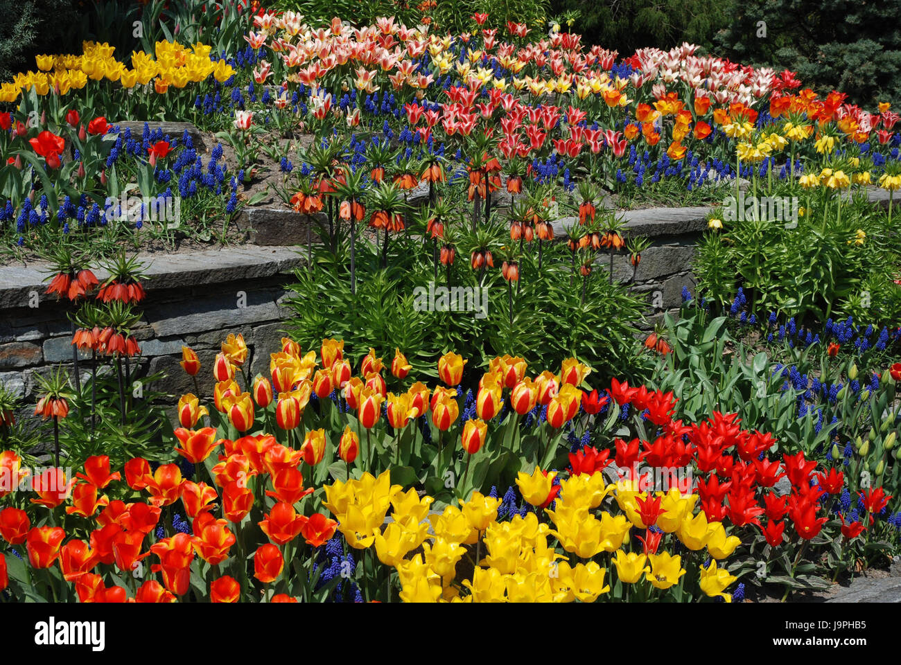 Blumenbeet mit tulpen und traubenhyazinthen Fotos und Bildmaterial in