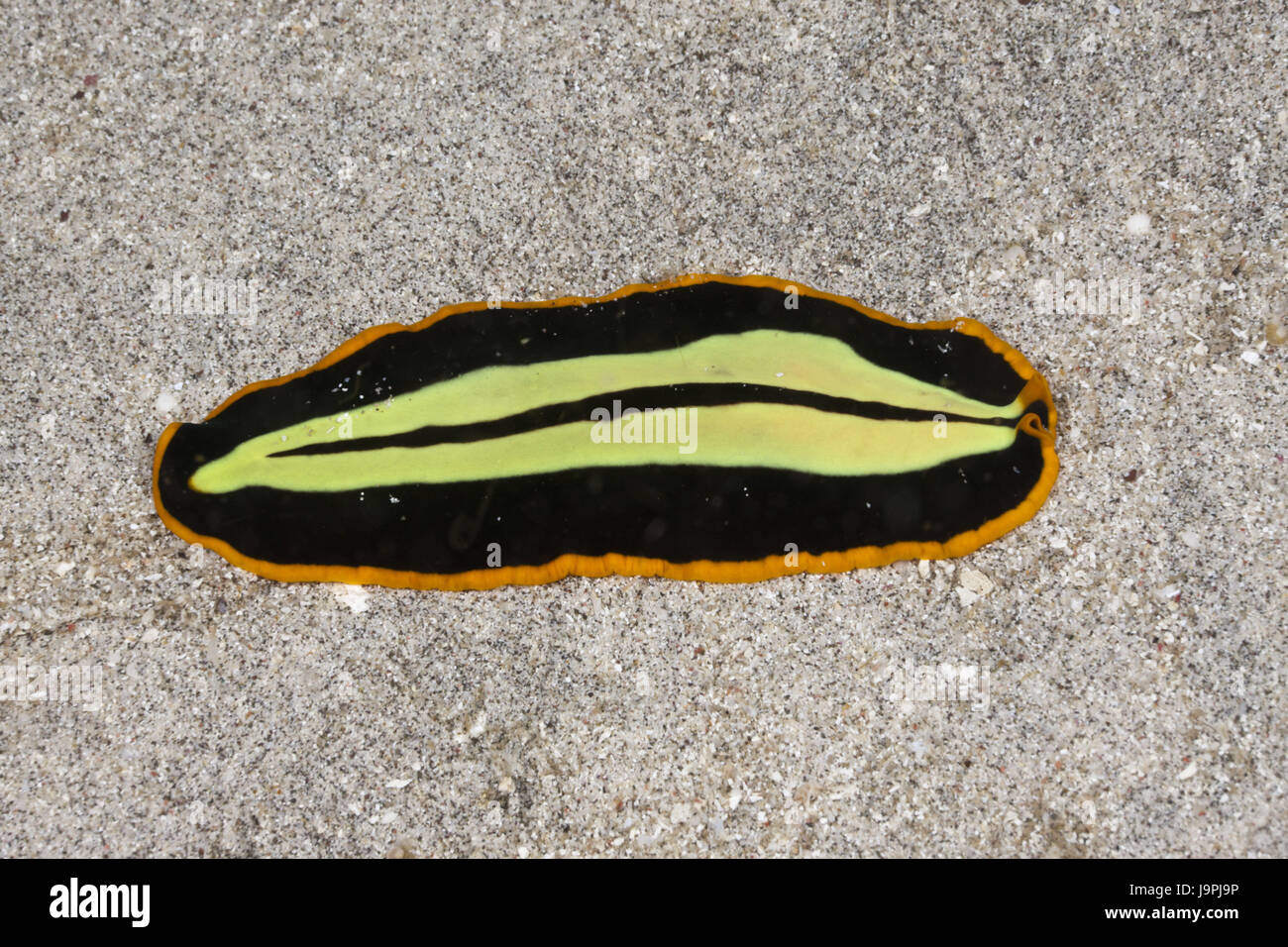 Gelb schwarz flach Wurm, Pseudoceros Dimidiatus, Raja Ampat, west Papua, Indonesien Stockfoto