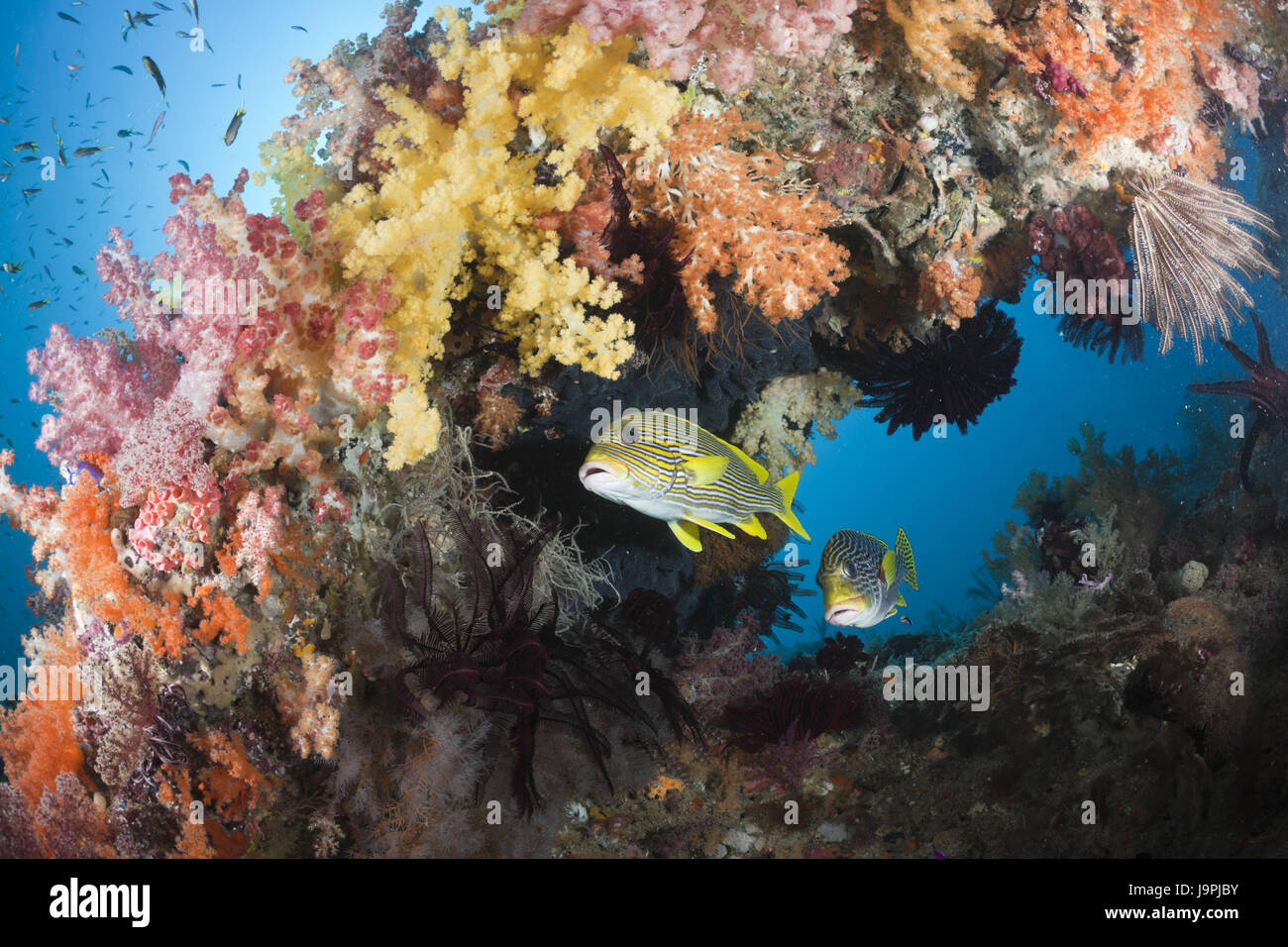 Goldene Band Süßlippen unter Weichkorallen, Plectorhinchus Polytaenia, Raja Ampat, West Papua, Indonesien, Stockfoto