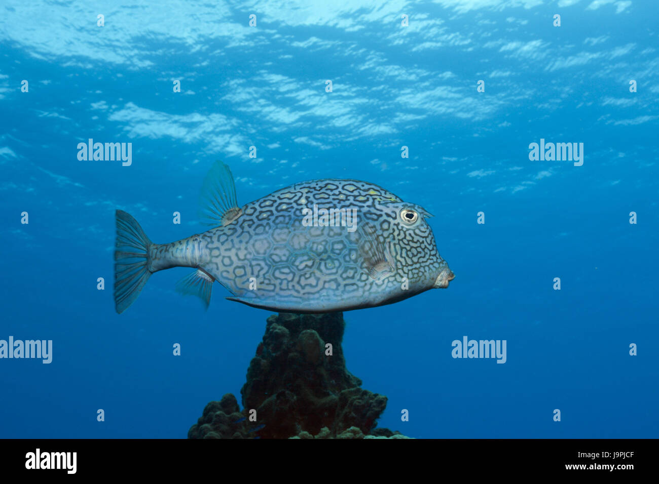Waben-Koffer Fisch, Lactophrys Polygonia, Cozumel, die Karibik, Mexiko, Stockfoto