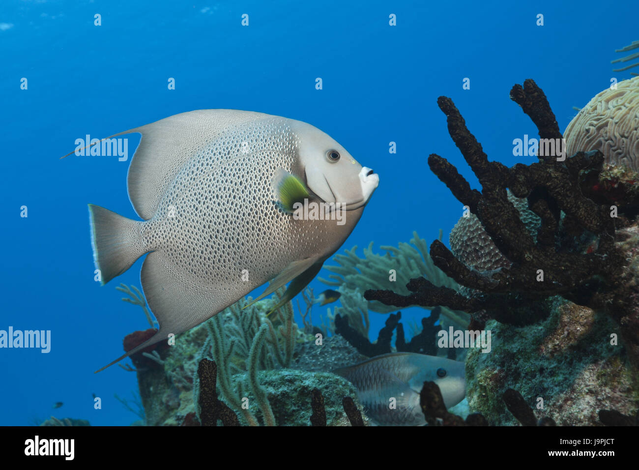 Graue imperial Fische, Pomacanthus Arcuatus, Cozumel, die Karibik, Mexiko, Stockfoto