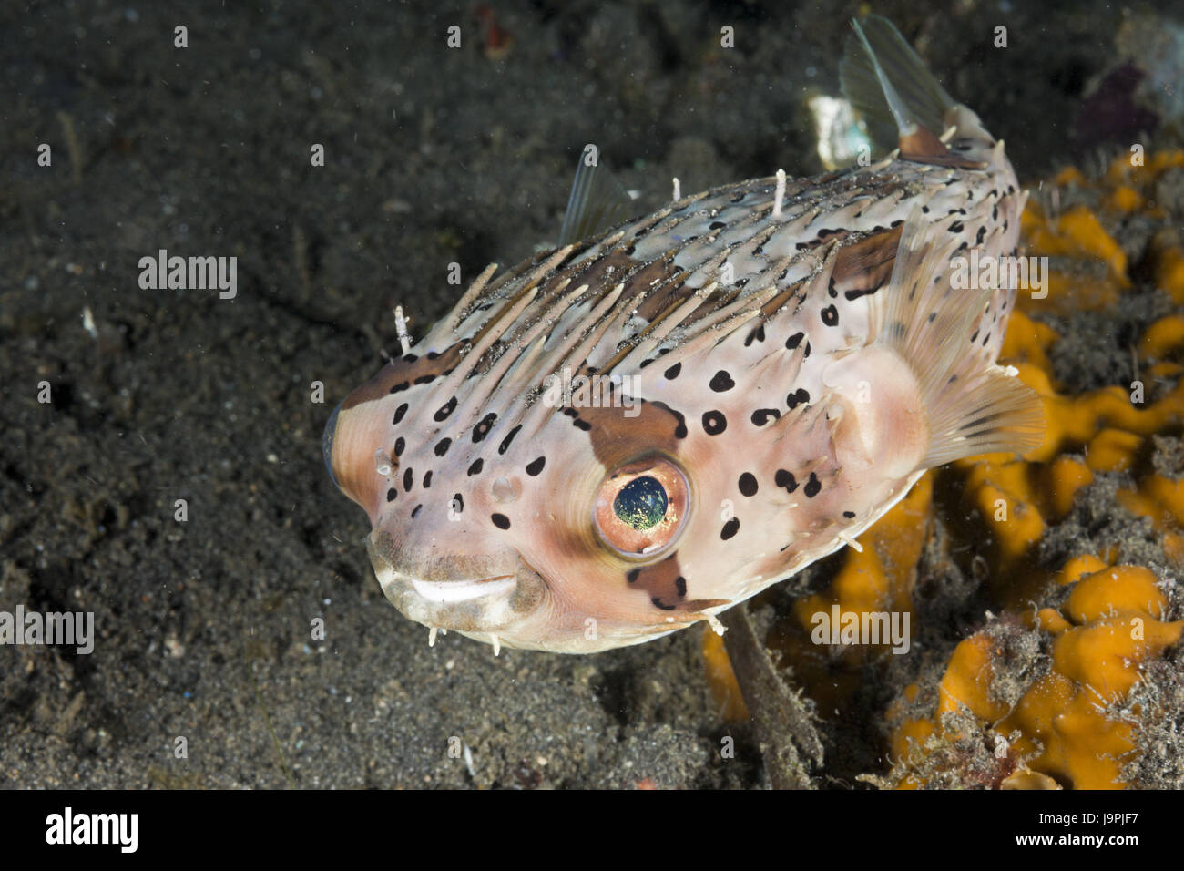 Ballon-Igel Fisch, Diodon Holocanthus, Lembeh Strait, Nord-Sulawesi, Indonesien Stockfoto