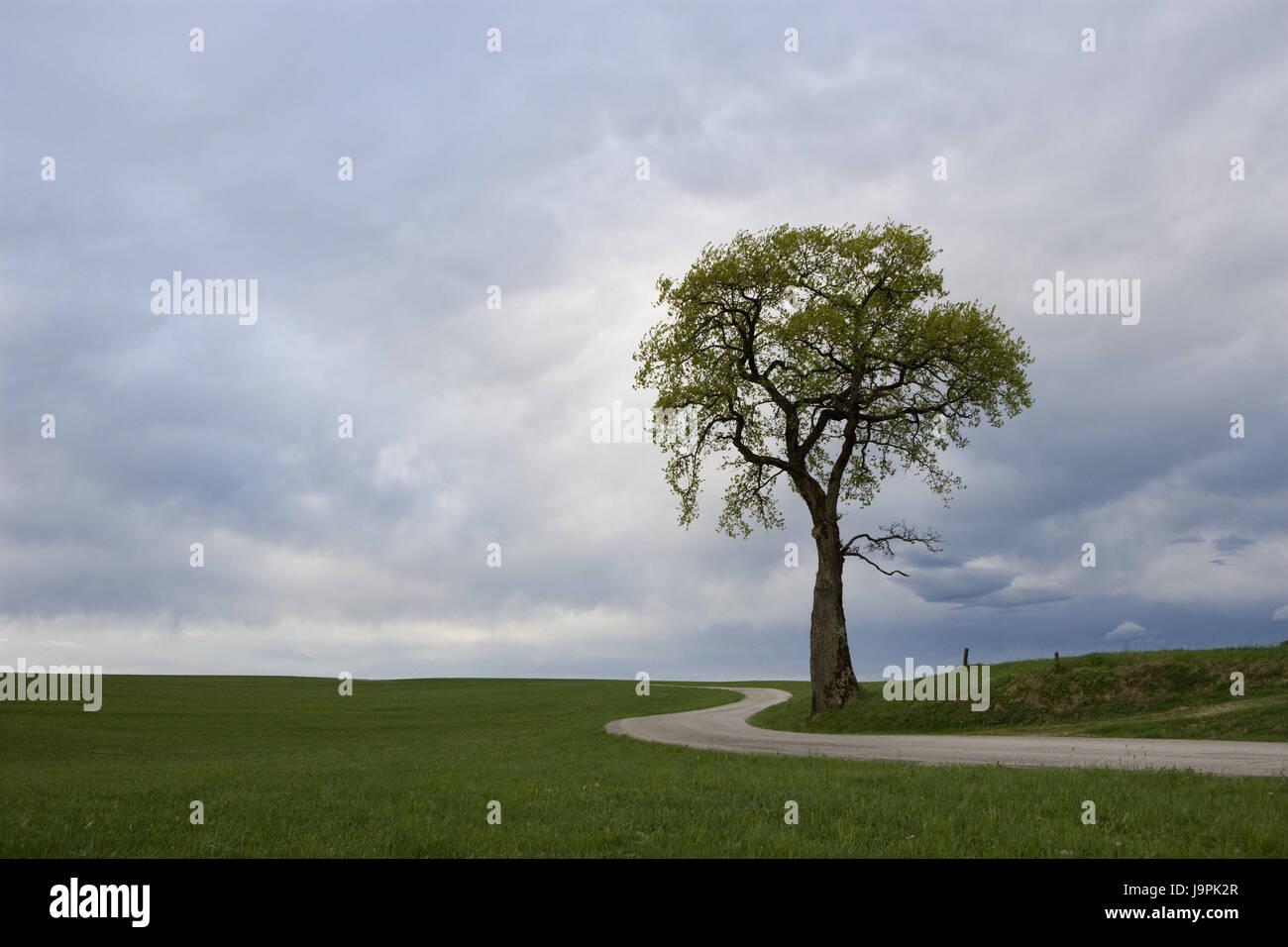 Österreich, Salzburg, Ebene Region Straßenbaum, Stockfoto