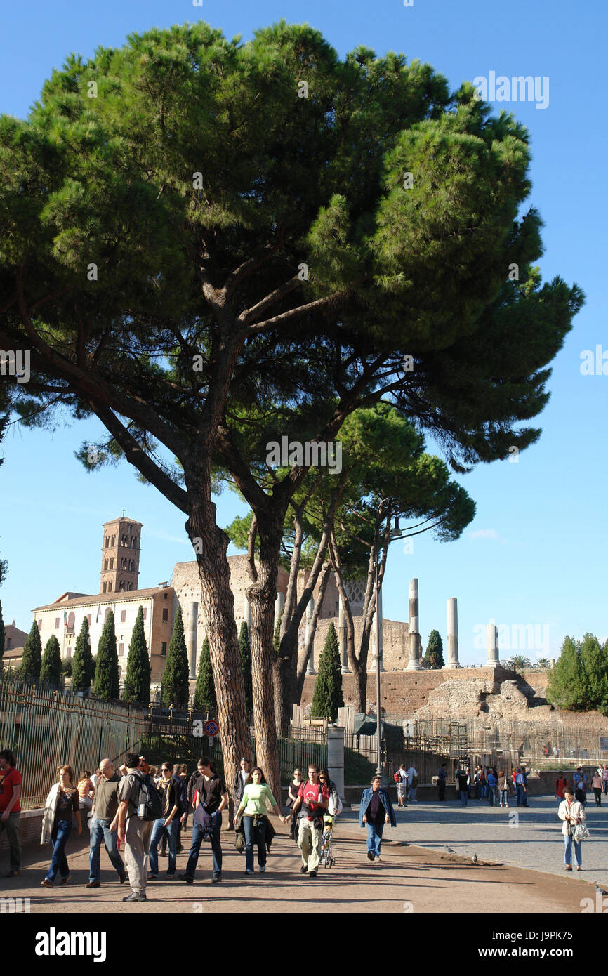 Italien, Rom, Tourist, Hauptstadt, Stadt, historisch, Gebäude, Bäume, Ruine, Besucher, Person, Tourismus, historisch, Stockfoto