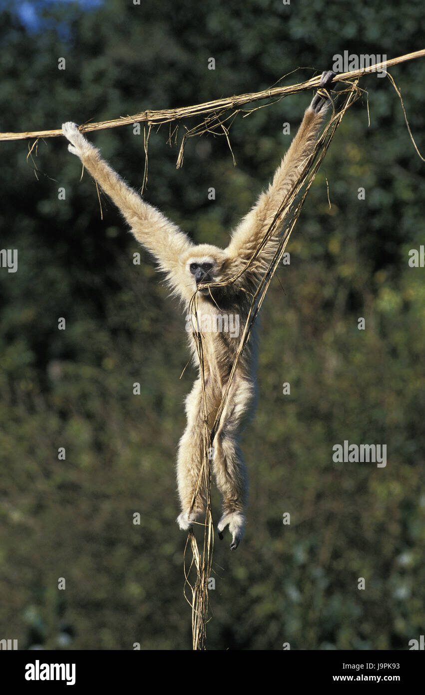 Weiße Hand Gibbon, Hylobates Lar, Weibchen, Liana, hängen, Stockfoto