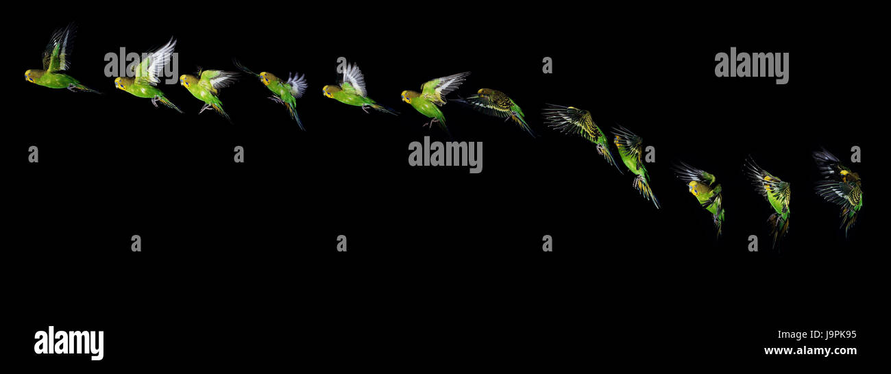 Wellensittich, Melopsittacus Undulatus, Flug, Bewegungsablauf, Stockfoto
