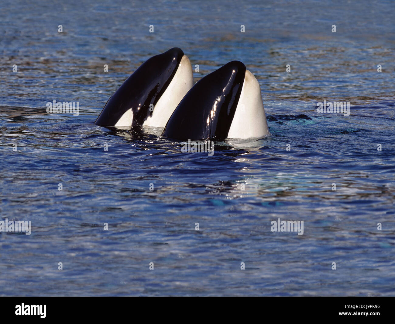 Killerwale, Orcinus Orca, Meer, Wasseroberfläche, Kanada, Stockfoto