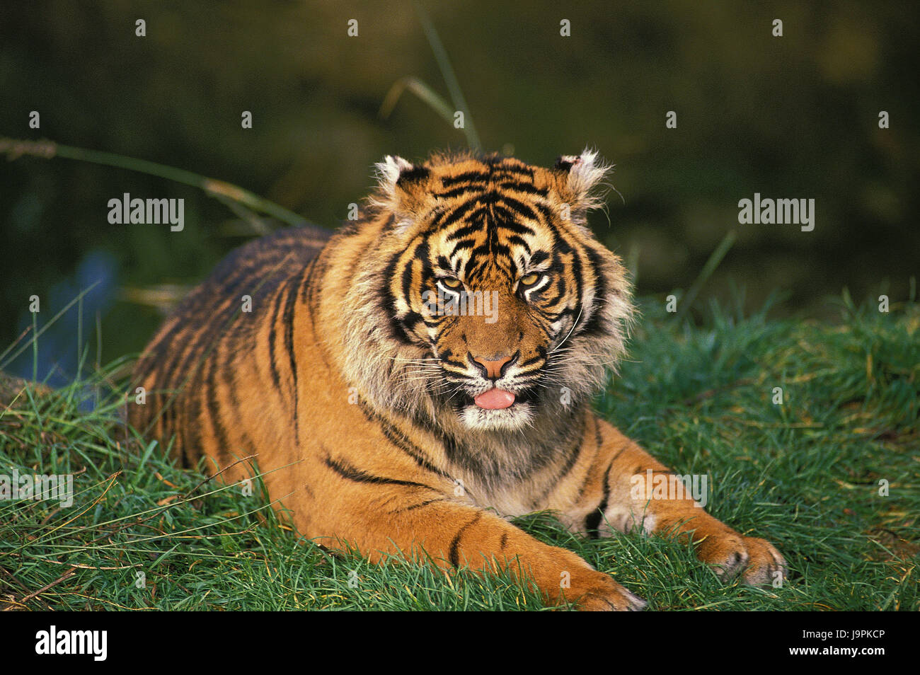 Sumatra-Tiger, Panthera Tigris Sumatrae, Rasen, Stockfoto