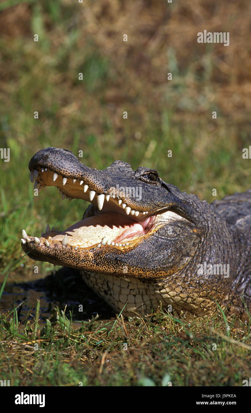 Amerikanisches Krokodil, Alligator Mississipiensis, Stockfoto