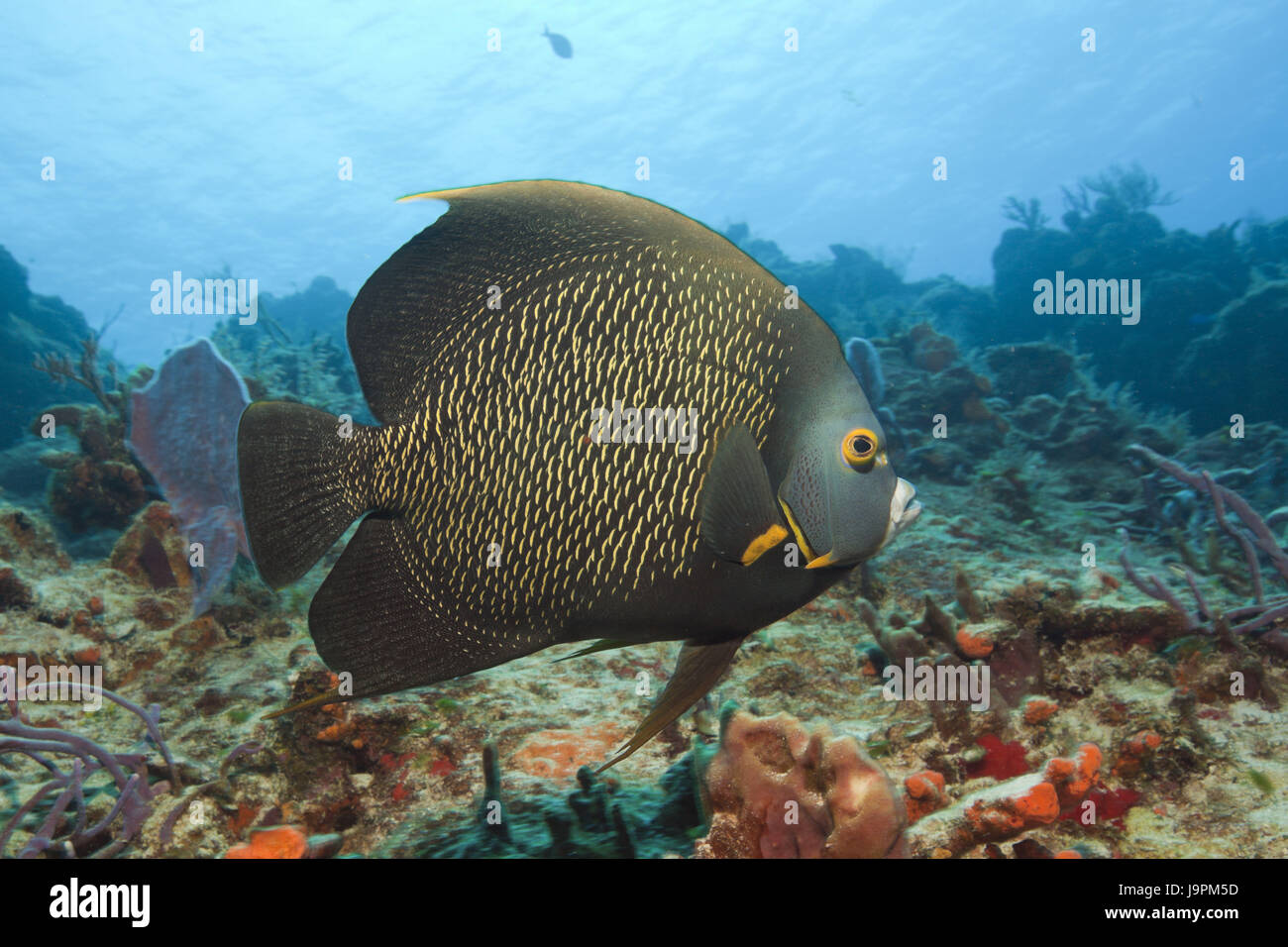 Halbmond Schraubenschlüssel-Imperial-Fisch, Pomacanthus Paru, Cozumel, die Karibik, Mexiko, Stockfoto