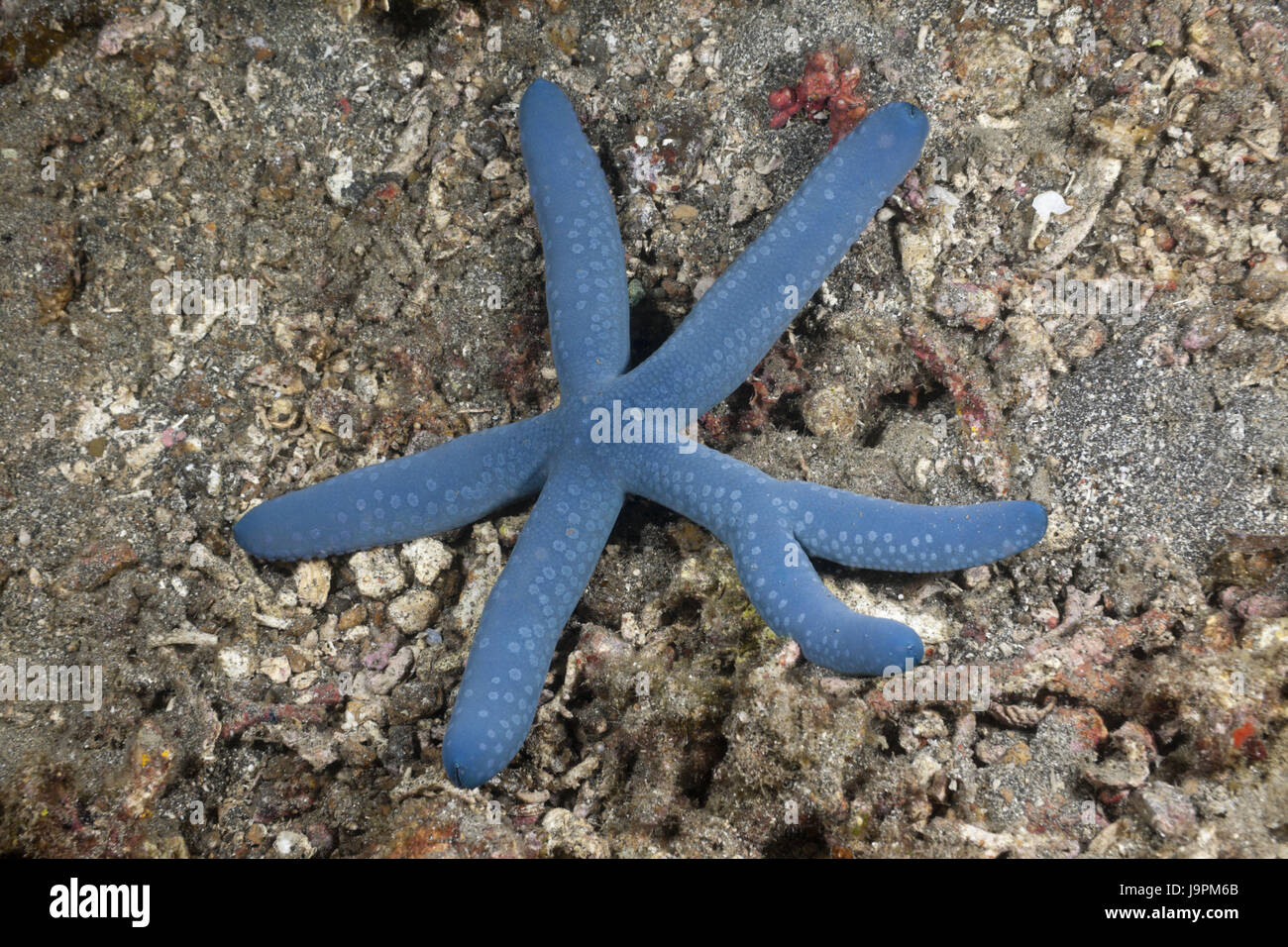 Blauer Seestern mit sechs Armen, Linckia Laevigata, Lembeh Strait, die Nord-Sulawesi, Indonesien, Stockfoto