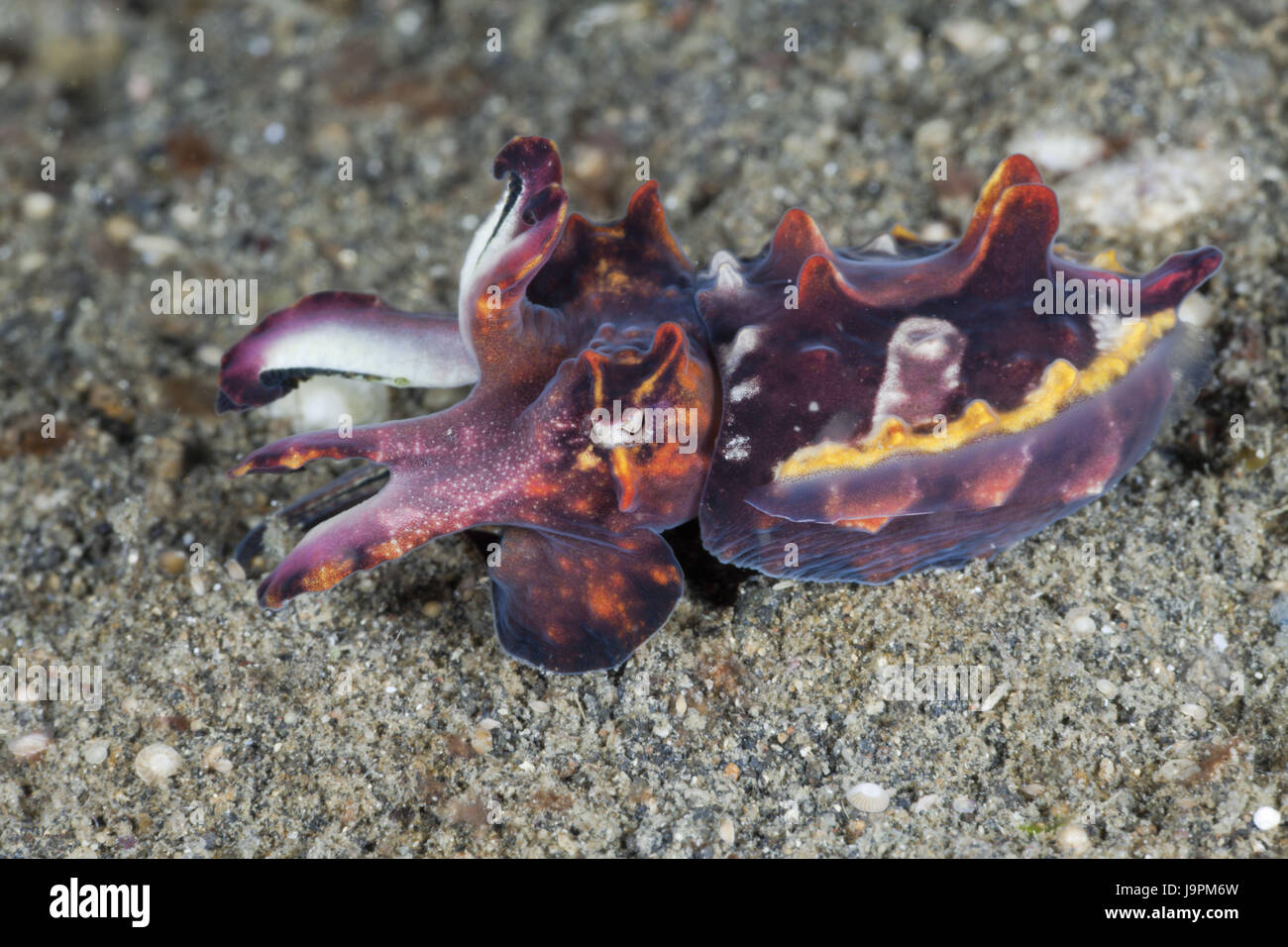 Pracht Pfeffer Tintenfisch, Metasepia Pfefferi, Lembeh Strait, die Nord-Sulawesi, Indonesien, Stockfoto