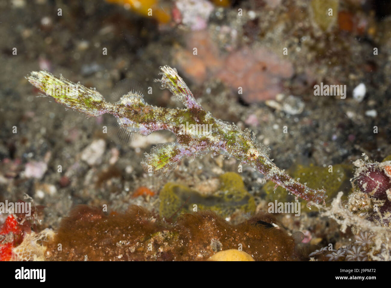 Rasen-Geist Pfeife Seefisch, Solenostomus Cyanopterus, Lembeh Strait, Nord-Sulawesi, Indonesien Stockfoto