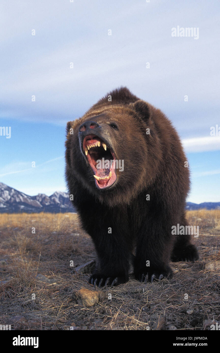 Kodiakbär, Ursus Arctos Middendorffi, brüllen, Angriff, bedrohliche Geste, Alaska, Stockfoto