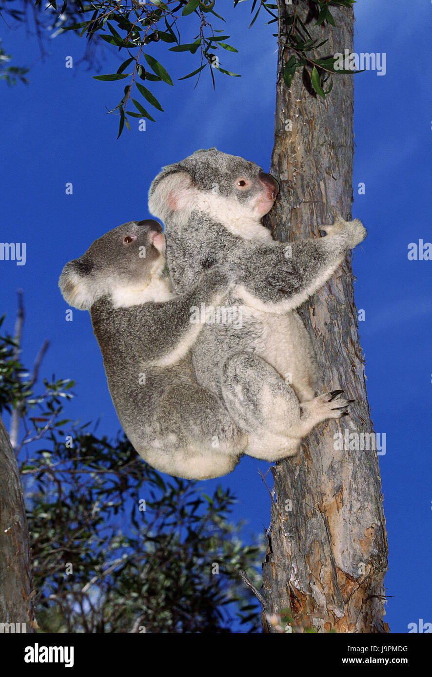 Koala, Phascolarctos Cinereus, Mutter Tier, Jungtier, Rücken, tragen, Stockfoto