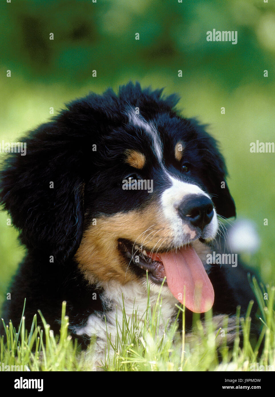 Berner Alpen Senner Hund, Welpe, Wiese, Lüge, Stockfoto