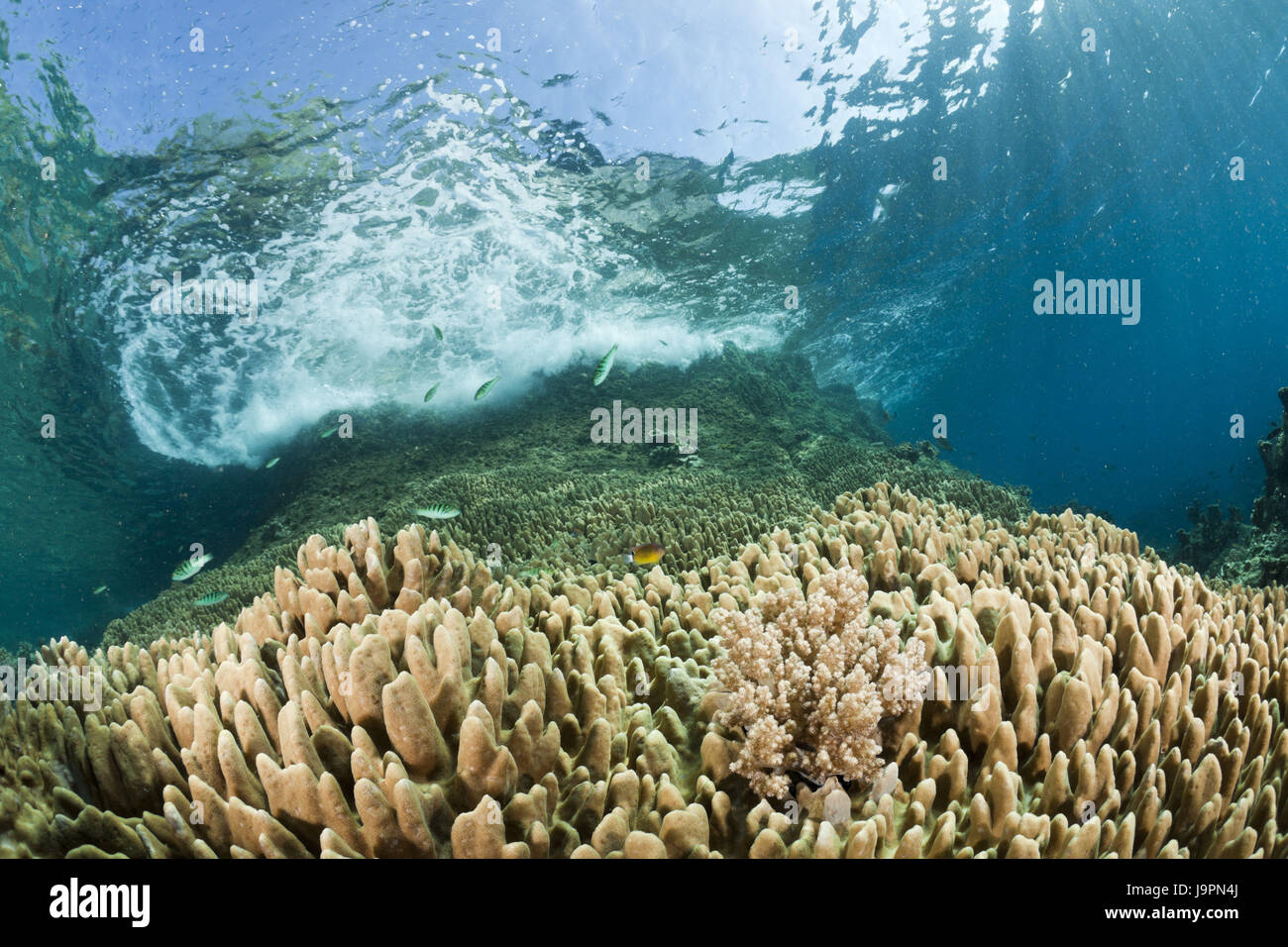 Welle bricht im Riff, Raja Ampat, West Papua, Indonesien, Stockfoto