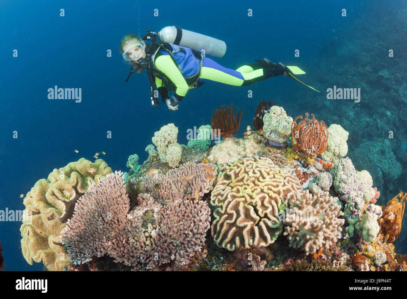 Taucher, Korallenriff, Biodiversität, Raja Ampat, West Papua, Indonesien, Stockfoto