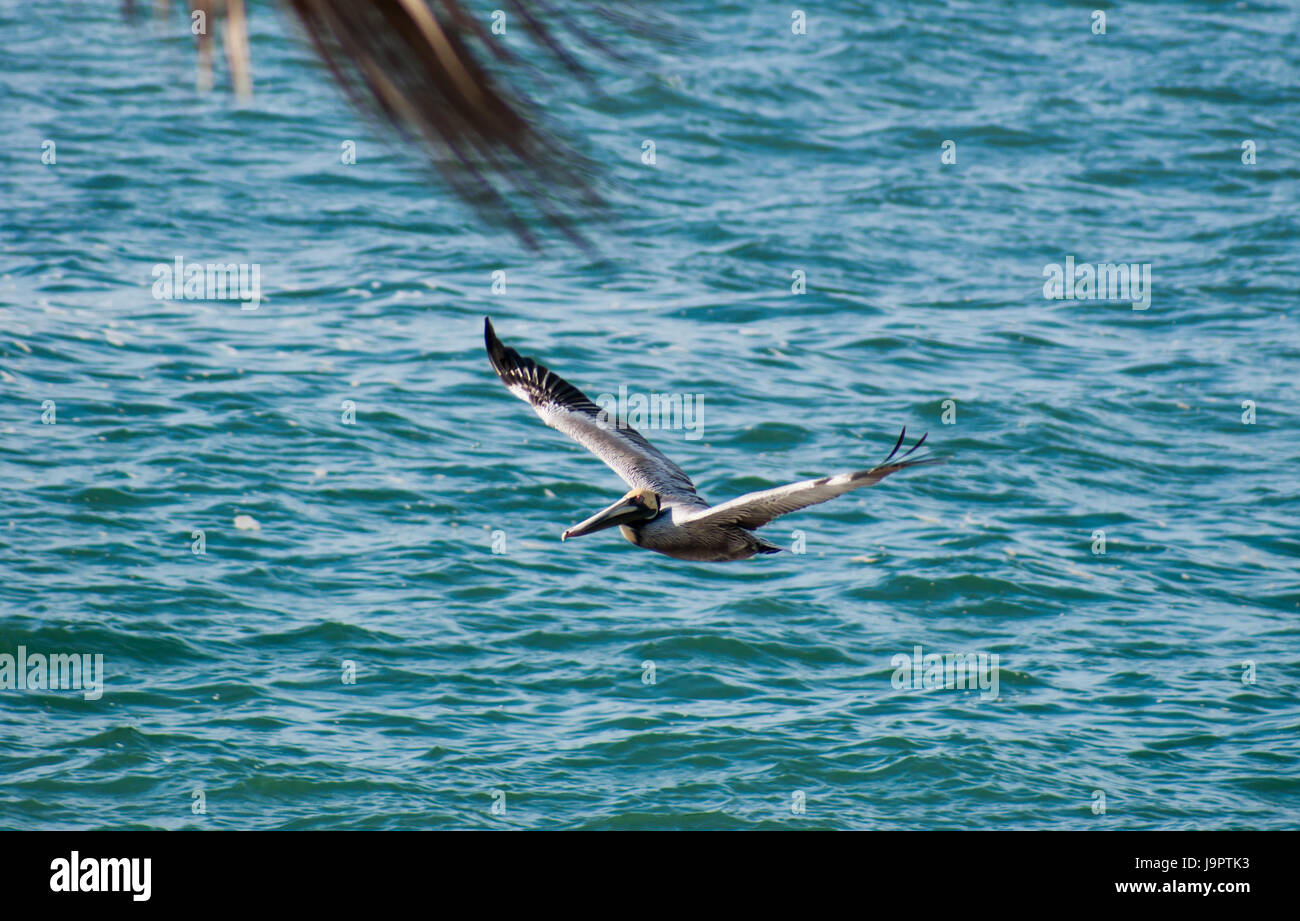 Blick hinunter auf ein Pelikan direkt über das Wasser gleiten. Stockfoto