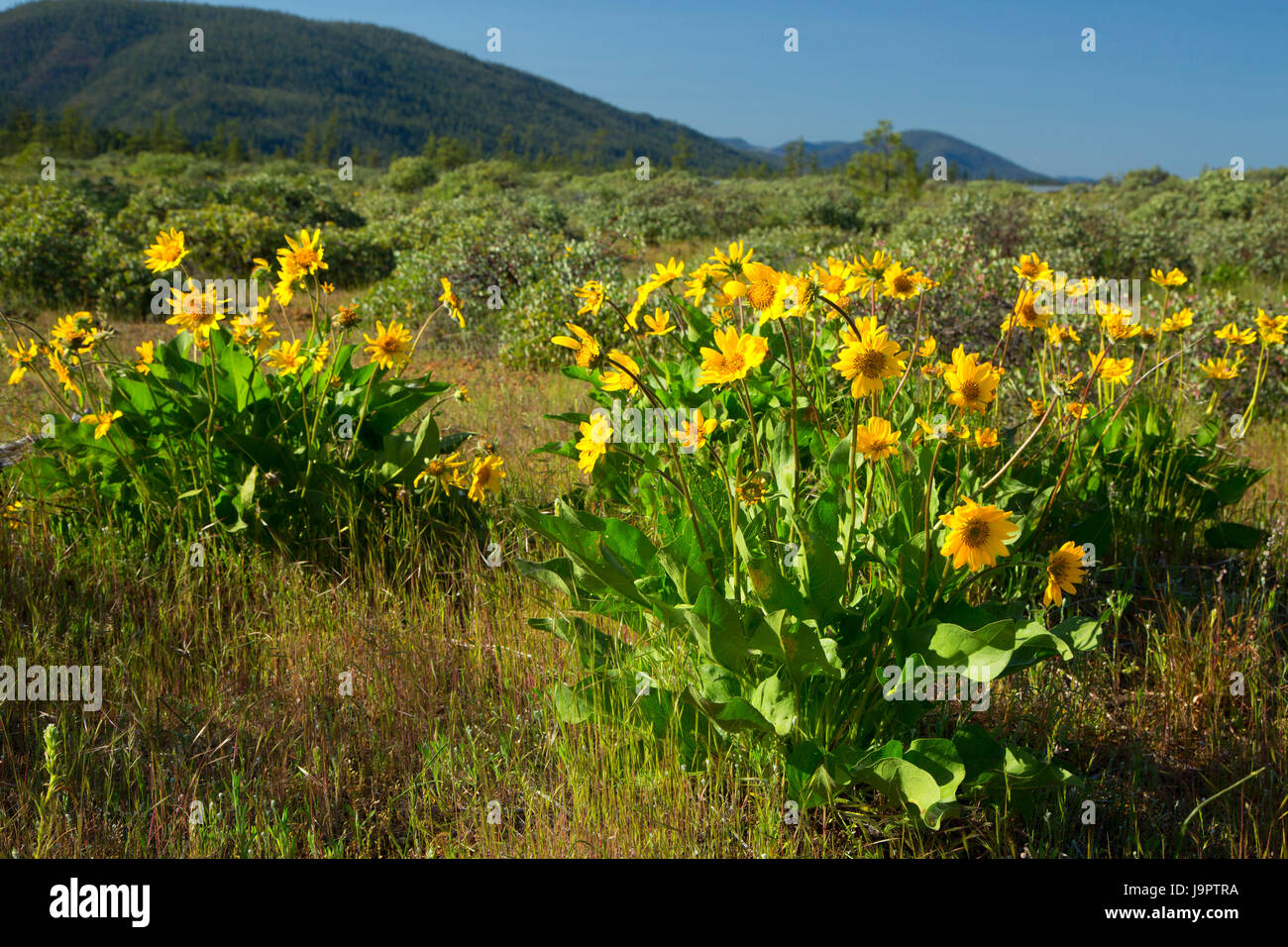 Balsamwurzel, rauh und bereit Botanical Wayside, Siskiyou National Forest, Oregon Stockfoto