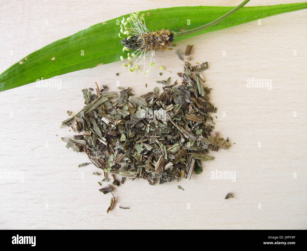 Spitzwegerich, lanzettlich Herba plantaginis Stockfoto