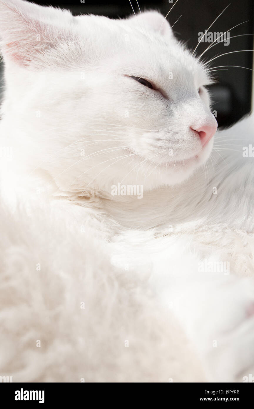 Augen, Lüge, Lügen, Lügen, Haut, Prise, Teppich, zu erleichtern, zu erleichtern, ausruhen, entspannen, Stockfoto