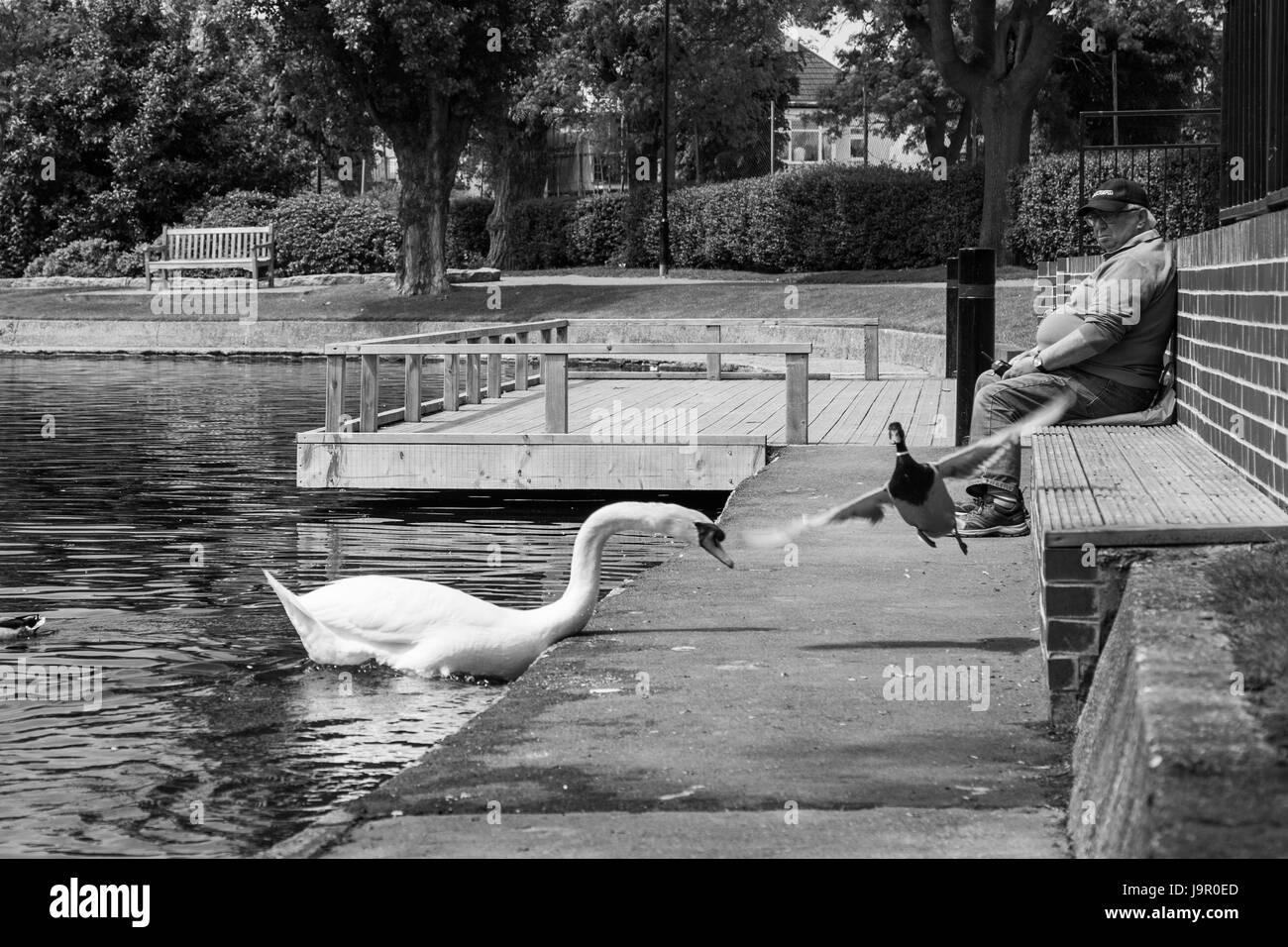 Ente wird verjagt von Swan, während Man auf Uhren Stockfoto