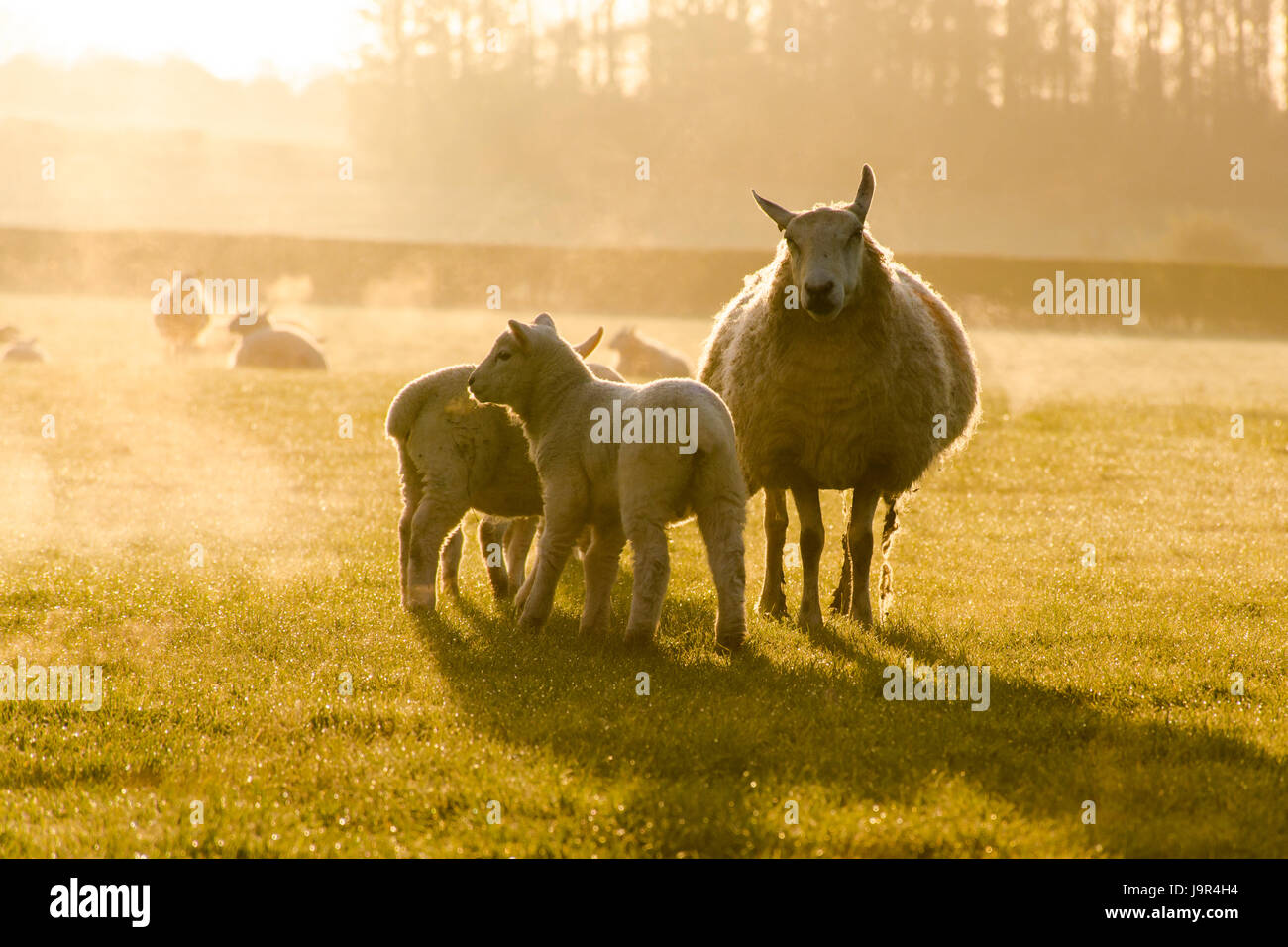 eine stimmungsvolle Aufnahme des Schafe mit ihren Lämmern Stockfoto