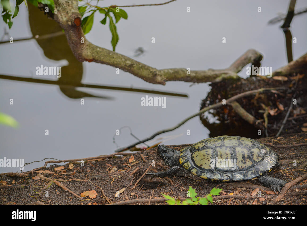 Yellow-Bellied Slider (ist Scripta Scripta) Schildkröte am Rande eines Teiches am TheMcGough Naturpark in Largo, Florida Stockfoto