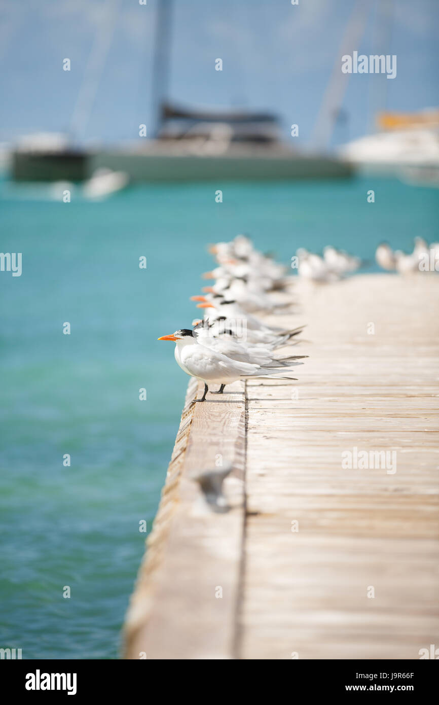 Vögel auf dem Dock von der Insel Anegada in den British Virgin islands Stockfoto