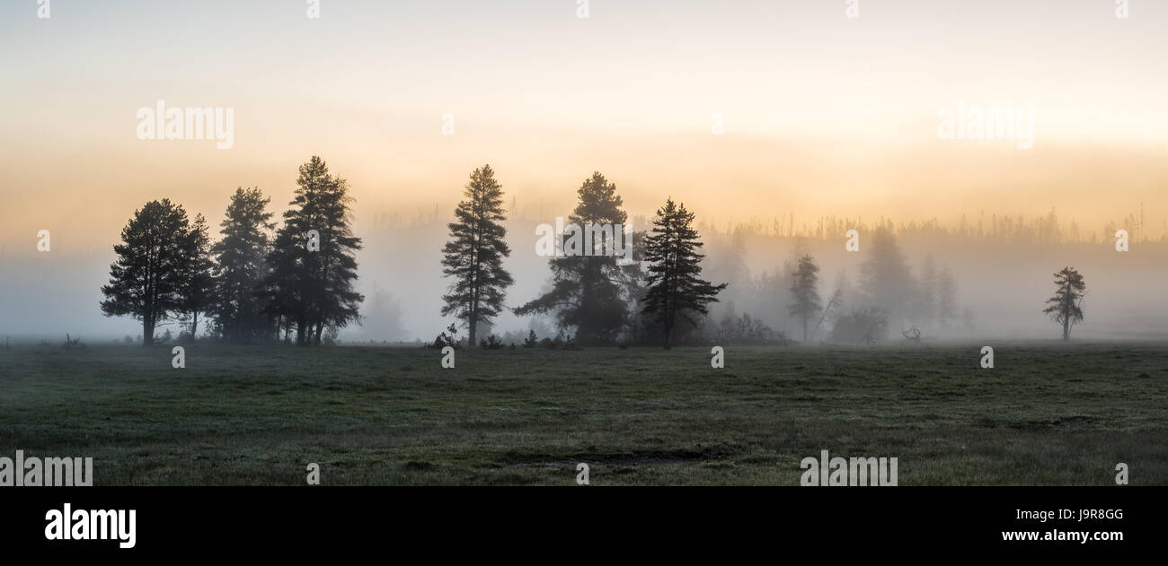 Bäume im Nebel bei Sonnenaufgang. Yellowstone-Nationalpark. Stockfoto