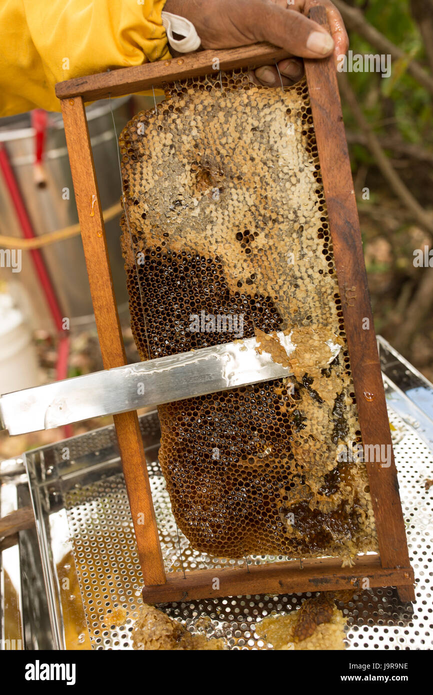 Ein Honig-Bauer uncaps einen Rahmen von frisch geernteten Honig in Léon Abteilung, Nicaragua. Stockfoto