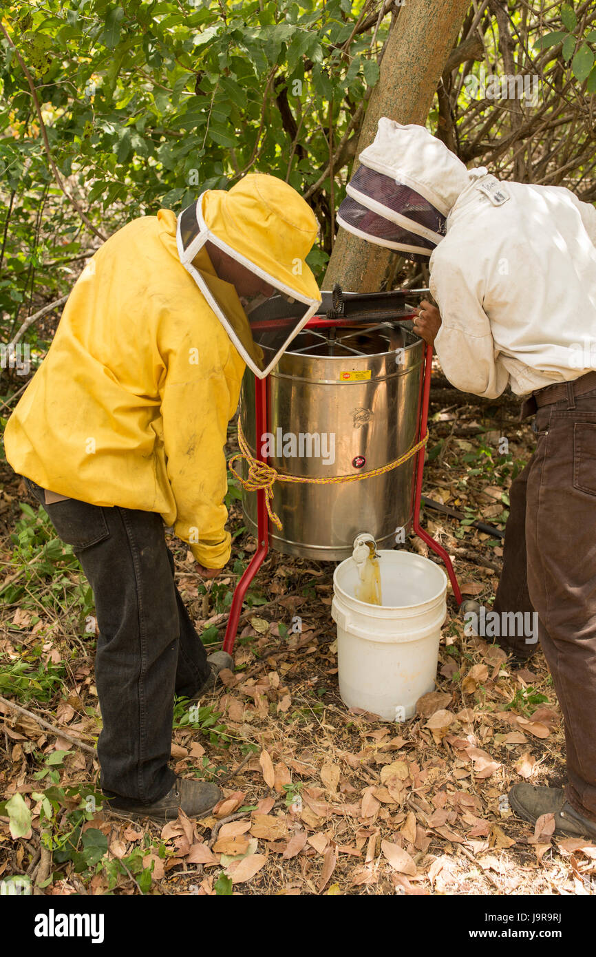 Eine manuelle Extraktor wird verwendet, um Honig aus Honig Frames extrahieren von Landwirten in Léon Abteilung, Nicaragua. Stockfoto