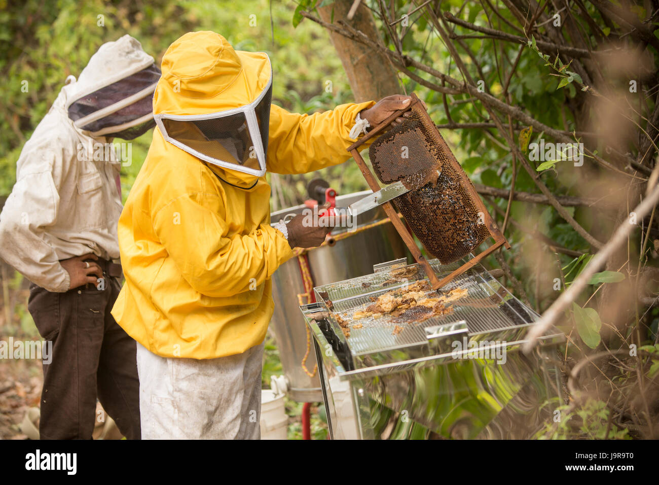 Ein Honig-Bauer uncaps einen Rahmen von frisch geernteten Honig in Léon Abteilung, Nicaragua. Stockfoto