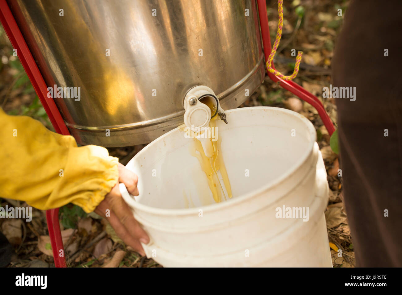 Frisch geerntete Honig wird von den Landwirten in Léon Abteilung, Nicaragua gewonnen. Stockfoto