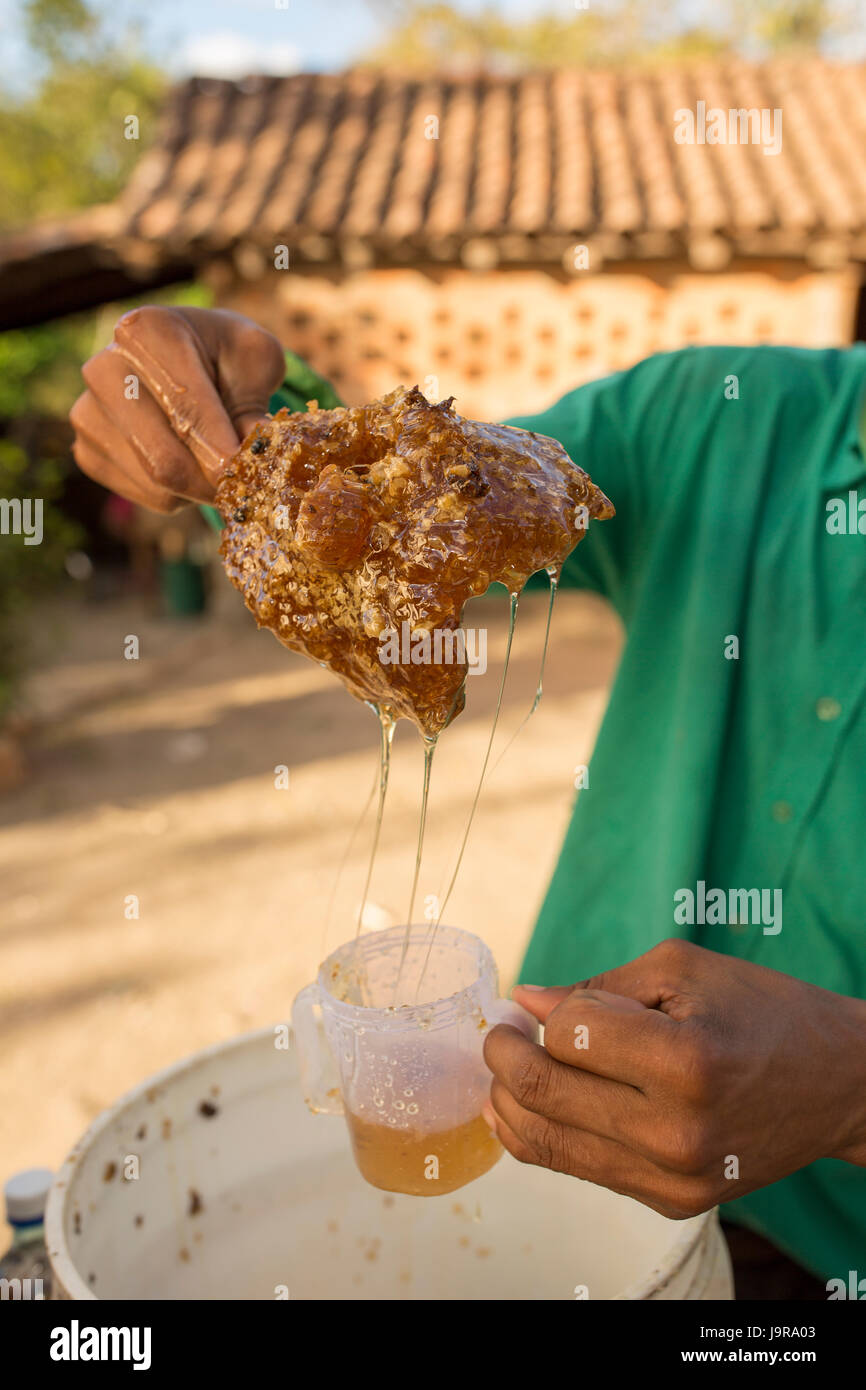 Eine Honigbiene Halter Flaschen frisch geerntete Honig bei Léon Abteilung, Nicaragua. Stockfoto