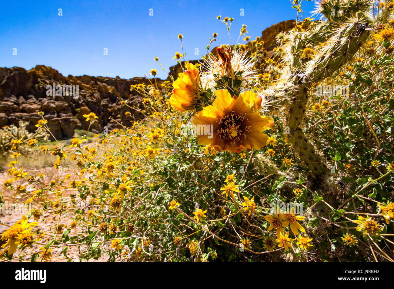 Cholla und Gänseblümchen Stockfoto