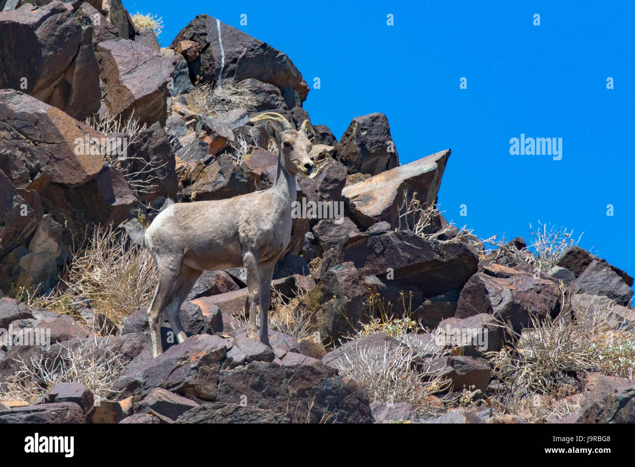 Desert Bighorn Schaf, Ovis canadensis nelsoni Stockfoto