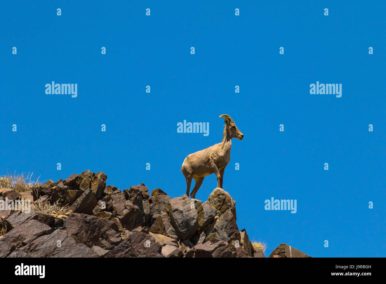 Desert Bighorn Schaf, Ovis canadensis nelsoni Stockfoto