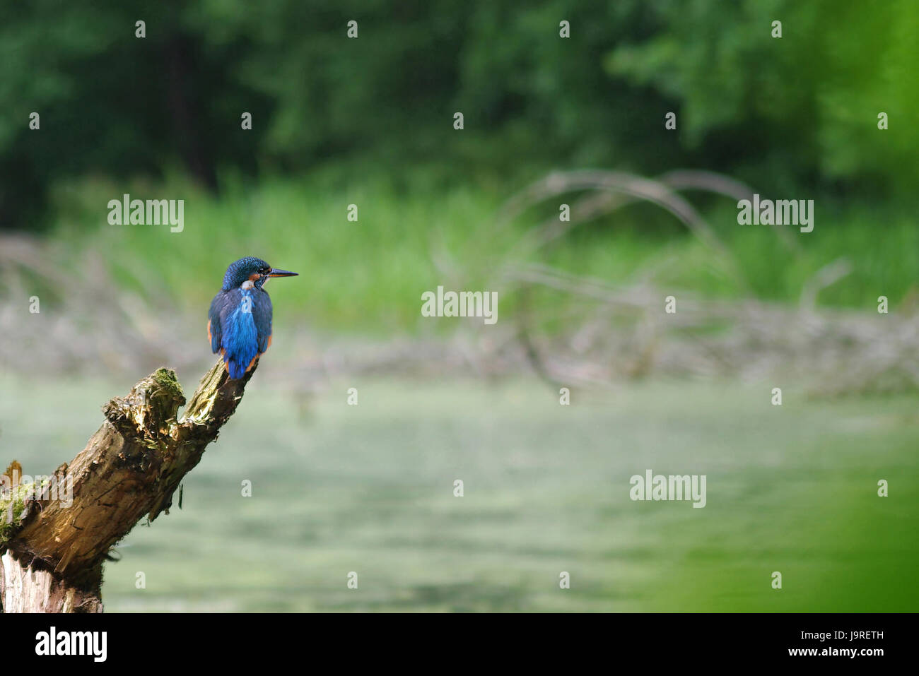 Vogel, Tiere, Vögel, Brandenburg, Eisvogel, Eisvögel, Umwelt, Stockfoto