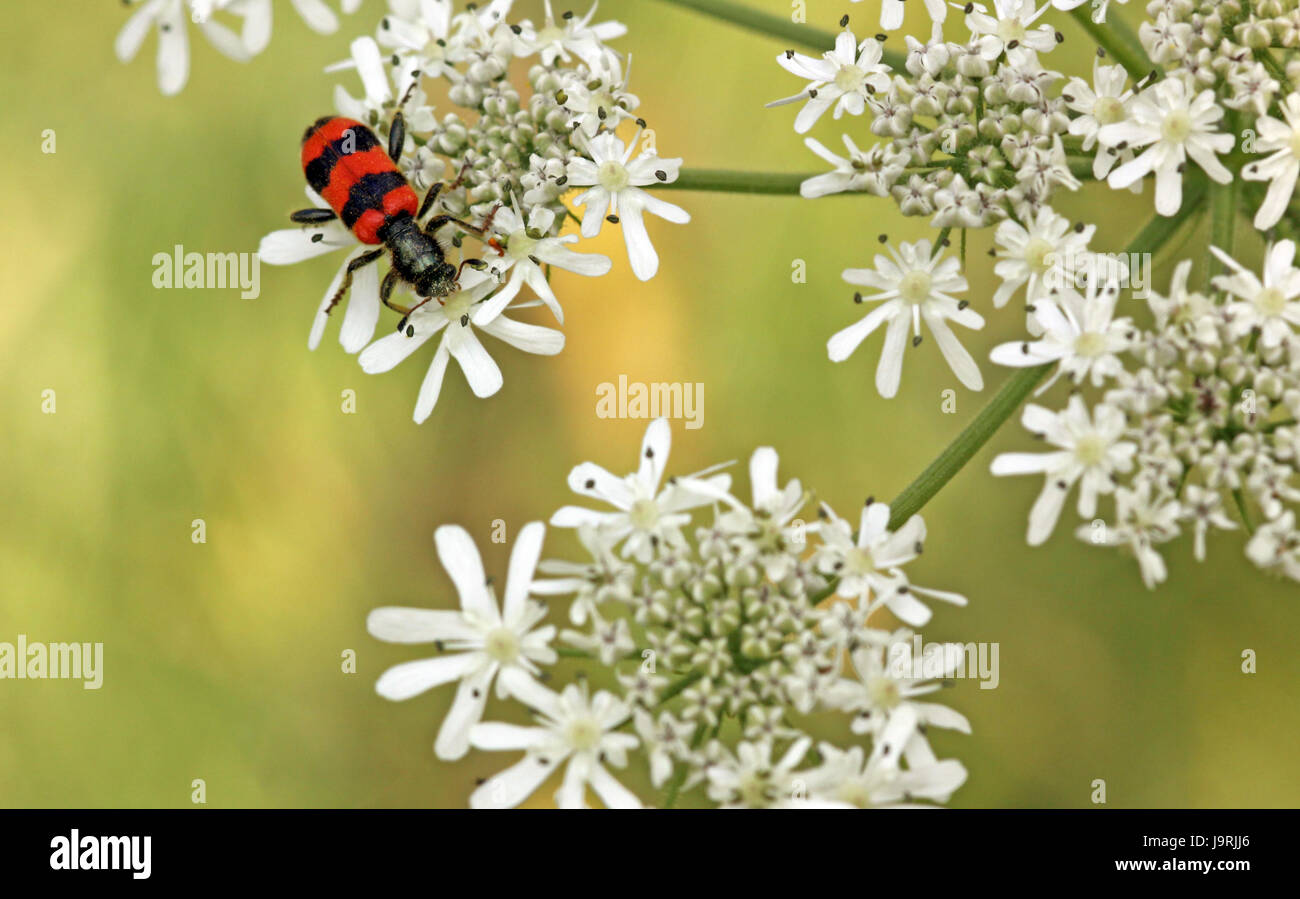 schwarz, dunkelhäutigen, tiefschwarze, tiefschwarz, Käfer, rot, Insekt, schwarz, dunkelhäutigen, Stockfoto