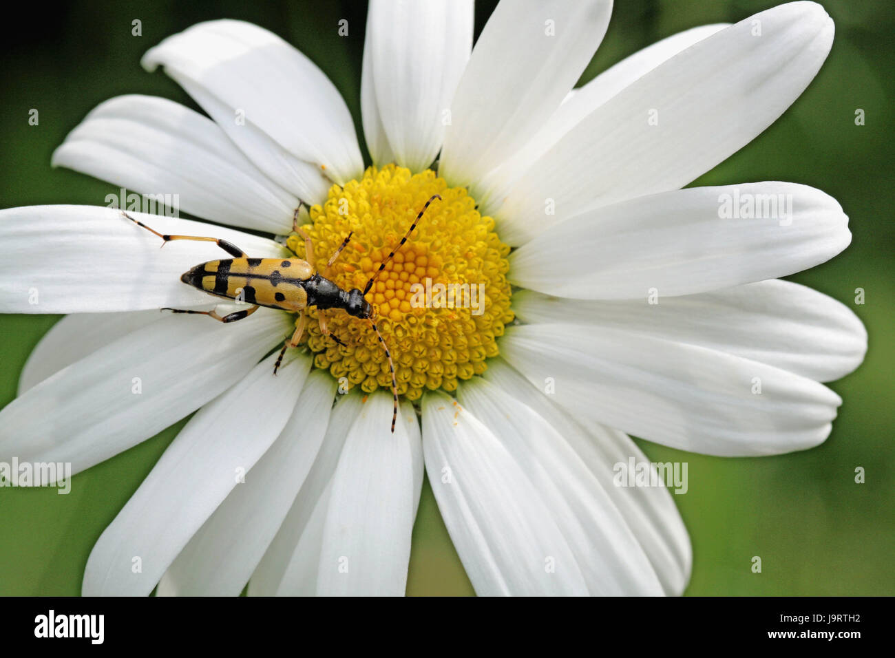 Marguerite, fleckige schmale Vaultingpferd, mittlere Close-Up, Blume, Blüte, Insekt, Tier, Vaultingpferd Käfer, Käfer, Cerambycidae, Stockfoto