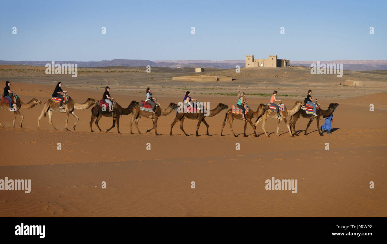 Kamelkarawane in der Sahara, Marokko, Stockfoto