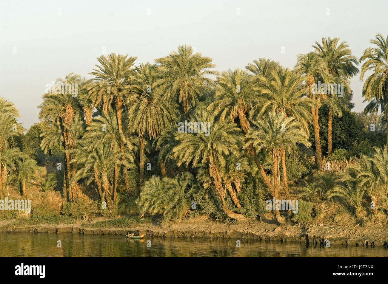 Ägypten, Nil Senke, Nils, oar Boot, Fluss, Palmen, Abendlicht, Stockfoto