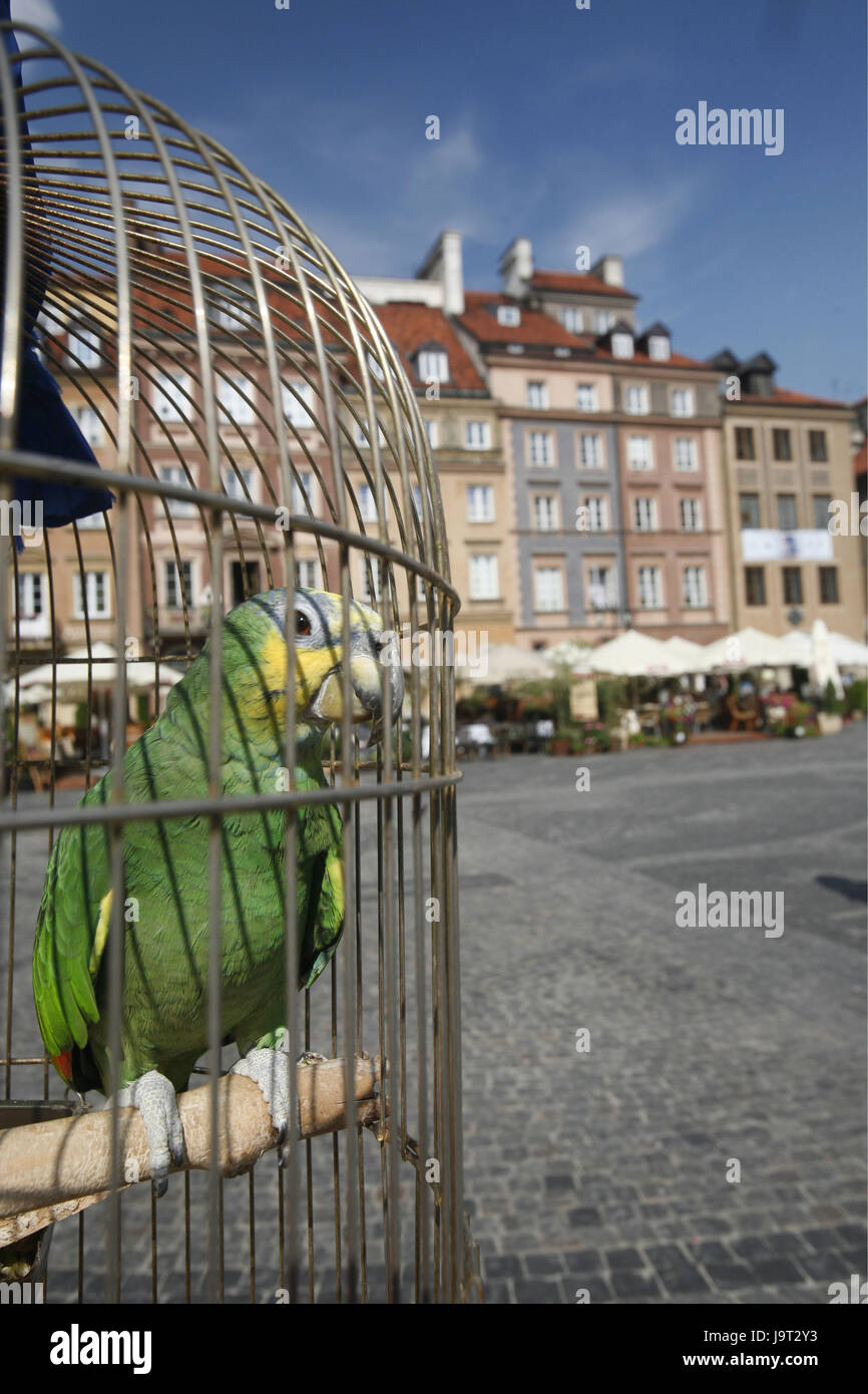 Polen, Warschau, Neustadt, Marktplatz, Vogels Kartenträger, Papagei, mittlere Close-Up, Detail, Stockfoto